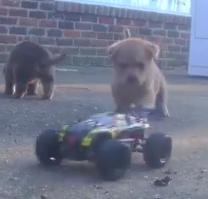 Redcat Racing Friday Fun Feature Puppies vs Sumos Image